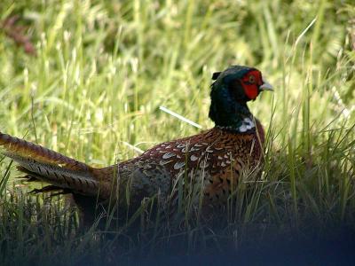 Pheasants in the south of Sweden