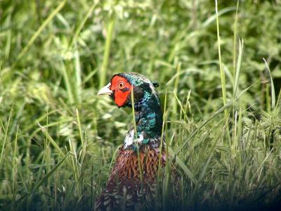 Pheasants in the south of Sweden