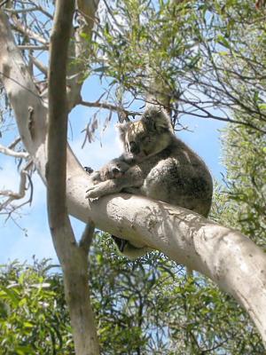 Koala Bears at Tower Hill