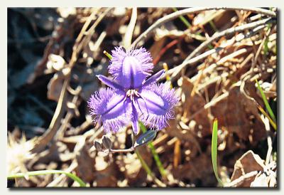 Road side flower