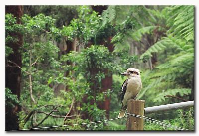 Kookaburra at Dandenongs