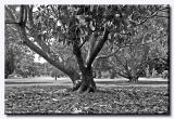 Adelaide Botanic Gardens