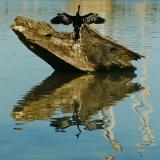 Cormorant drying wings