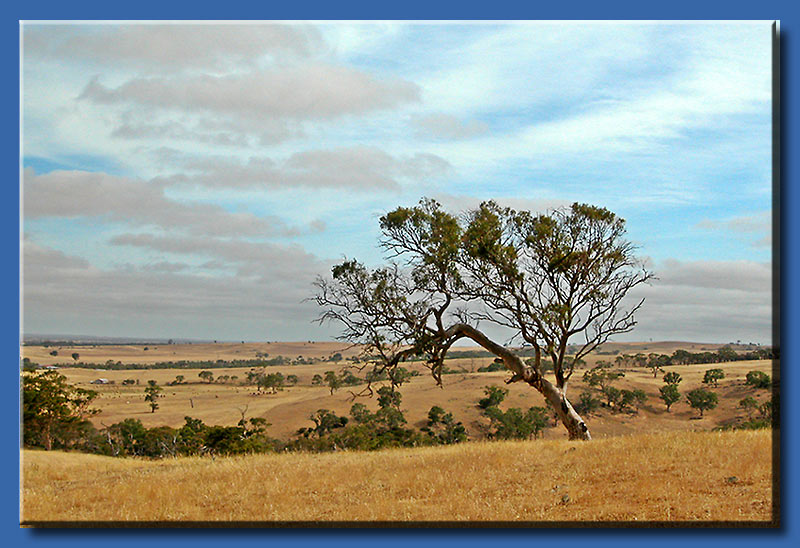 Tree in South Australia