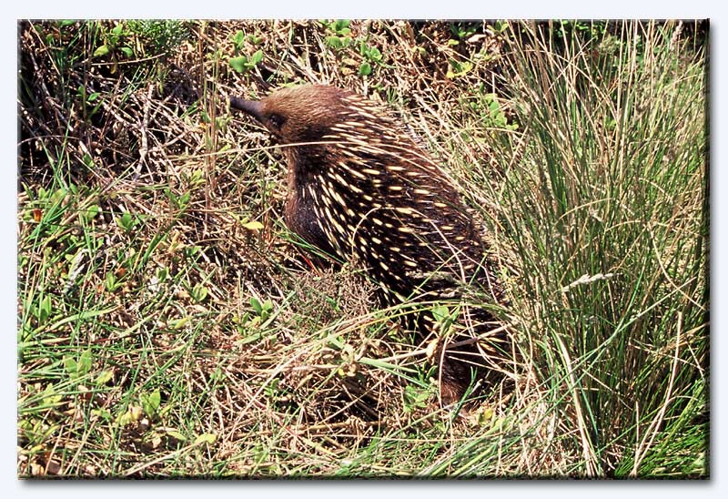 Echidna