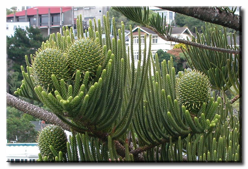 Norfolk Pine Cones