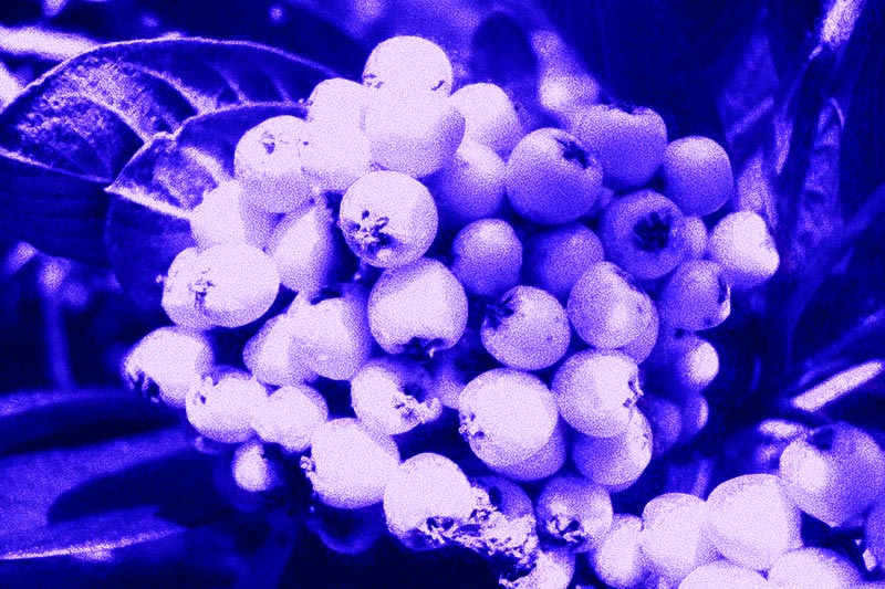8 Oct 04 - Berries - IR Filter