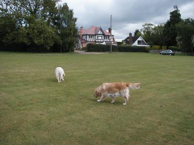 2b Dogs Field.JPG
