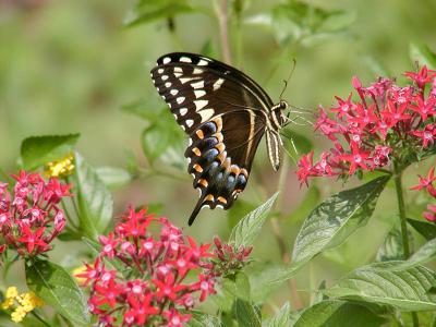 Palamedes Swallowtail on Pentas