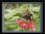 Skipper on Pentas