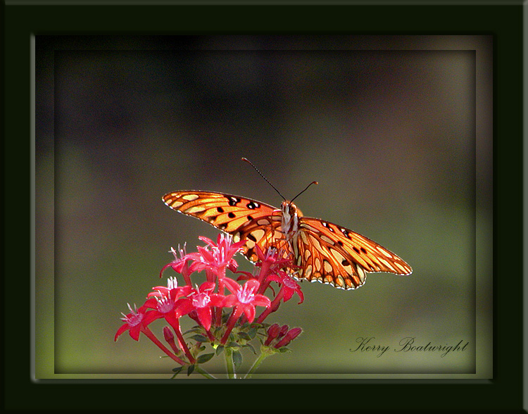 Gulf Fritillary on Pentas