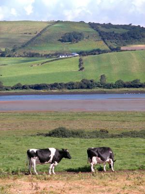 River Erne, near Ballyshannon (Co. Donegal)