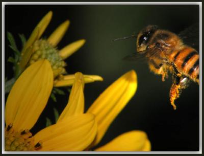 Bee-Landing