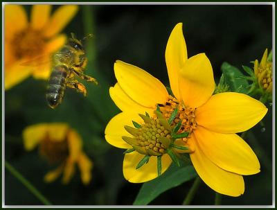 Bee-Landing2