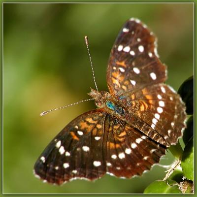 Butterfly-299