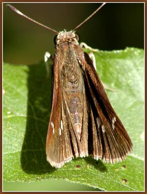 Moth-302