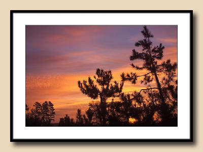 Sunrise for the Japanese Pines