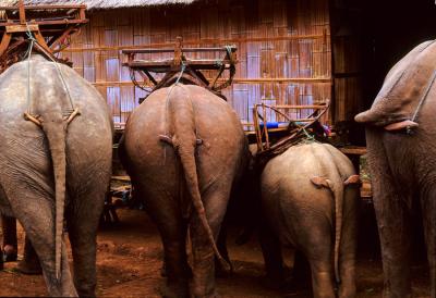 Elephant butts