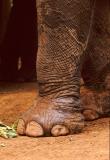 Elephant foot