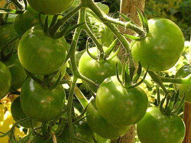 Green tomatoes 1.jpg