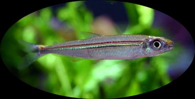 Iguanodectes geisleri	