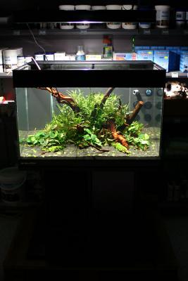 1st day after set up