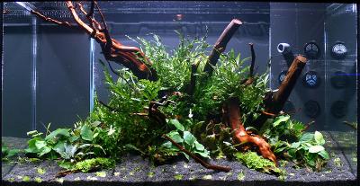 1st day after set up