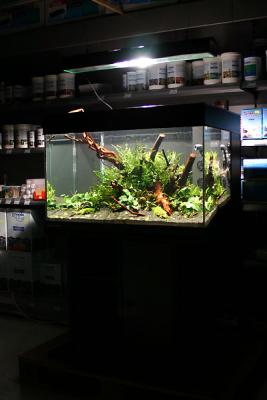 1st day after set up