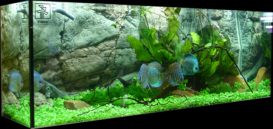 Showtank
