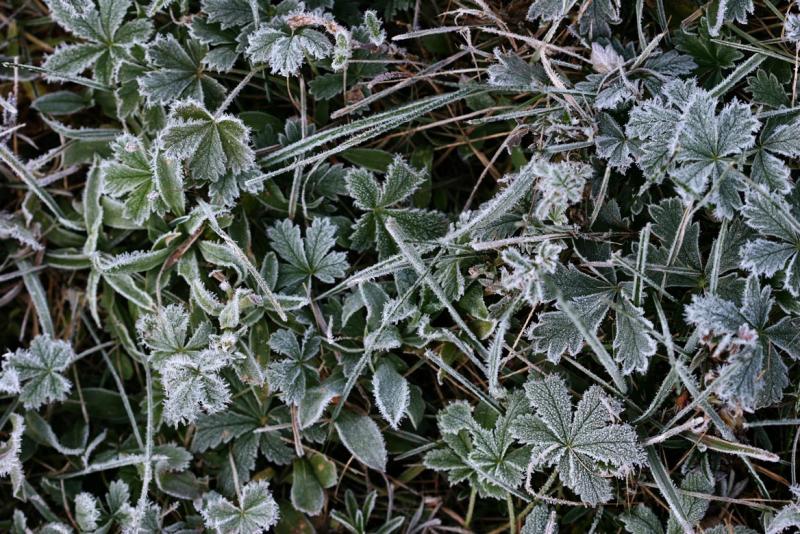 Frosted Cinquefoil