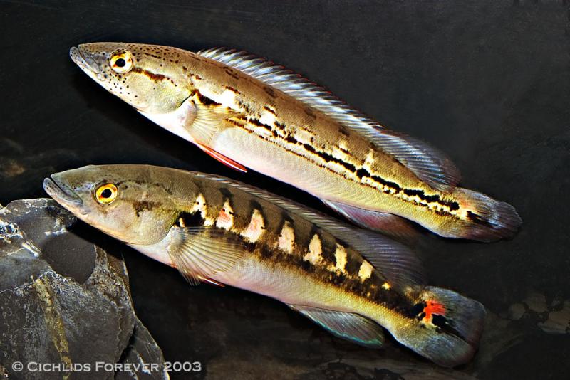 Crenicichla marmorata