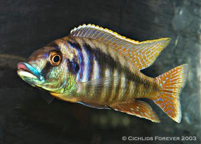 Mylochromis lateristriga Mchuse