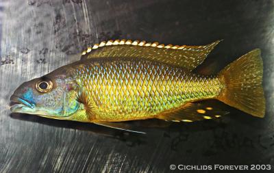 Exochromis anagenys