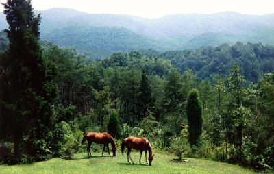 u37/pstewart/medium/23906282.valley.jpg