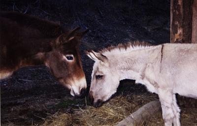 Donkeys at Night
