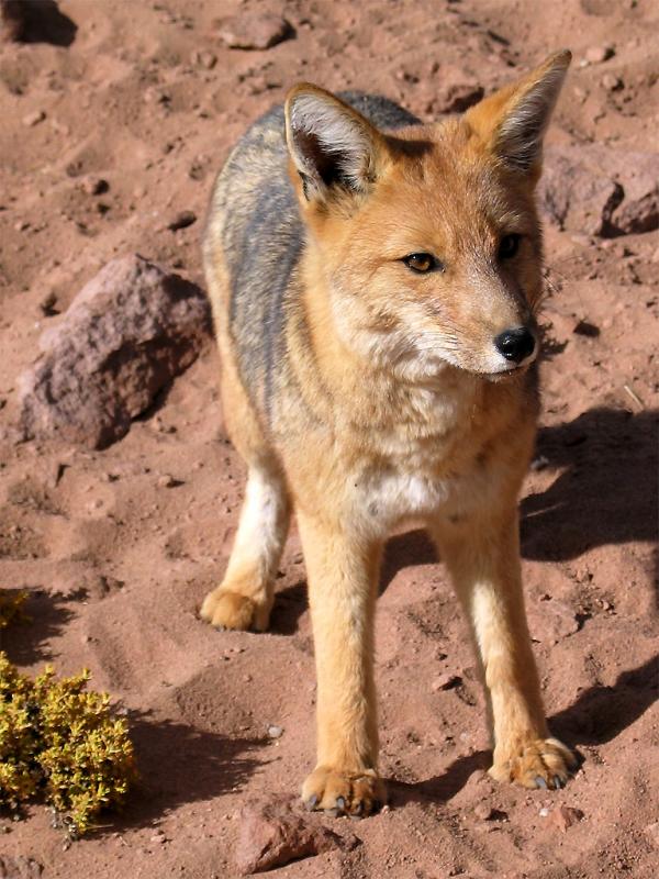 Fox during geyser tour in Chili (from bus)