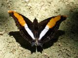 Butterfly in Tres Rios