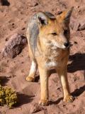 Fox during geyser tour in Chili (from bus)