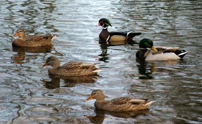 wood duck and mallards.jpg