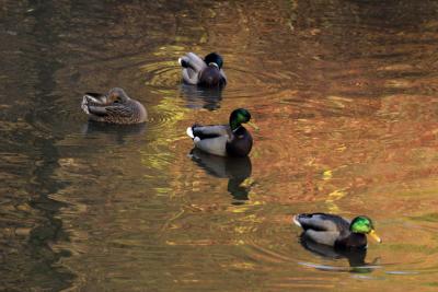 mallards in fall.jpg