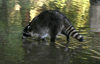 coon drinking.jpg