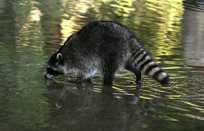 coon drinking.jpg