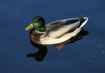 mallard.jpg