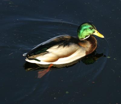 Mallard 2.jpg