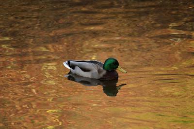 Mallard in fall.jpg