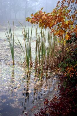 fall pond.jpg