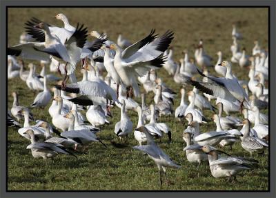 Snow Geese 2.jpg