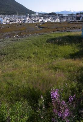 Petersburg Harbor View
