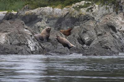 Stellar Sea Lions 1.jpg