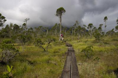 Bog Walk Boardwalk 2.jpg